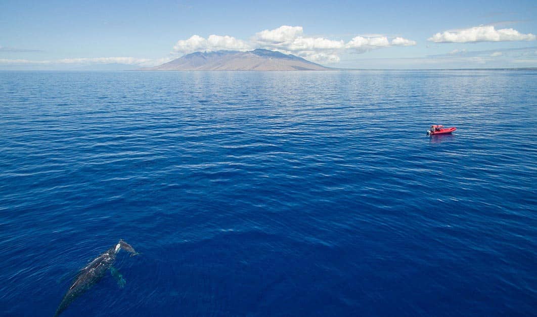 private whale watching maui