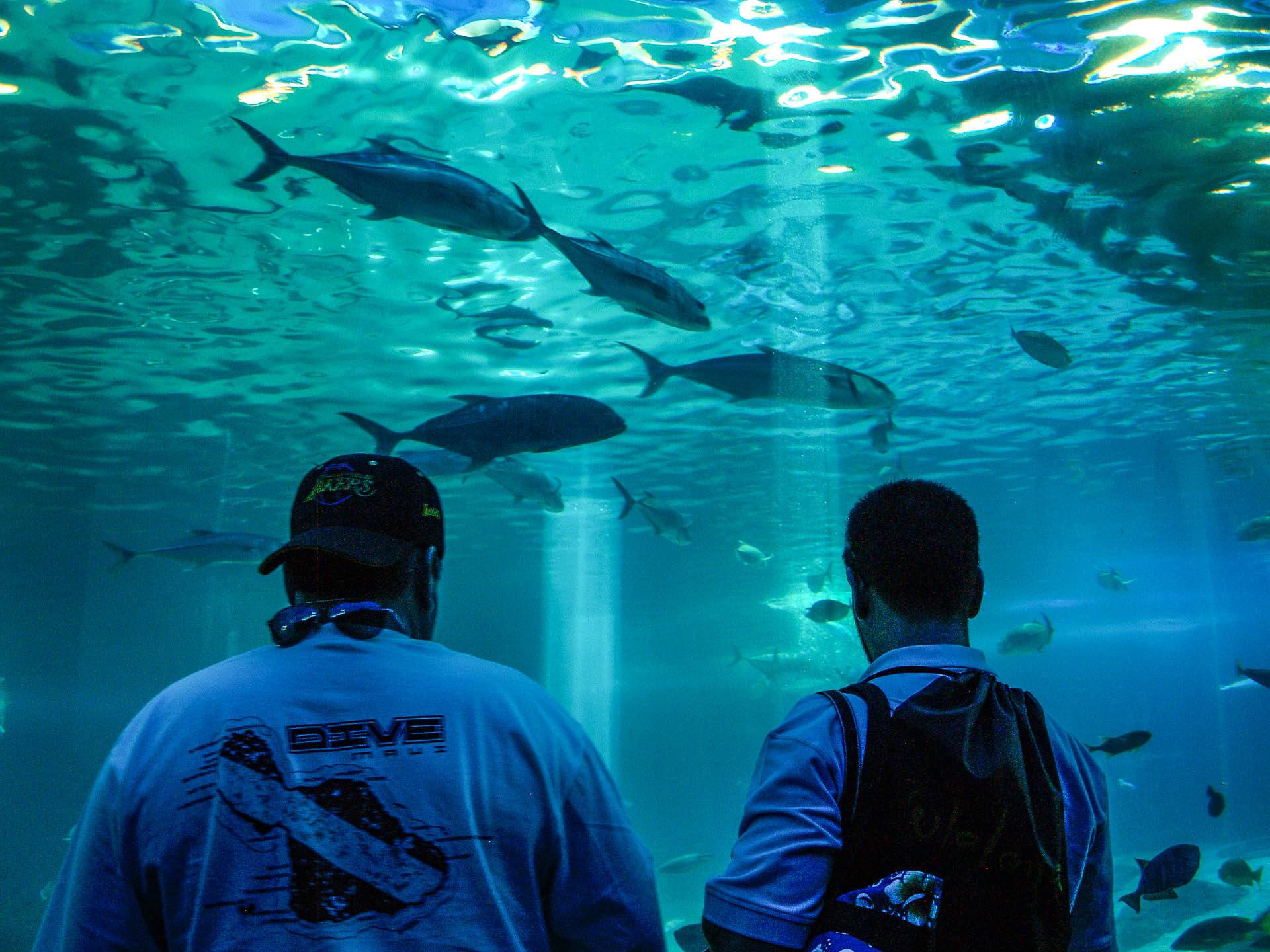 Maui Ocean Center Aquarium Tunnel Visitors