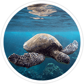 molokini turtle