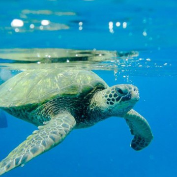 turtle snorkeling la perouse