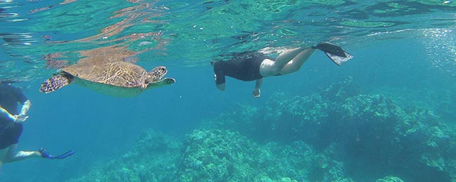 swimming with sea turtle in maui